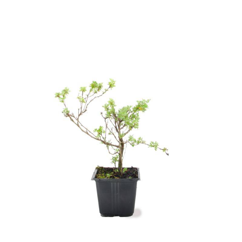 Potentille arbustive 'Goldfinger' (Potentilla fruticosa 'Goldfinger') - Godet - Taille 10/15cm - Pépinières Naudet - Image 2