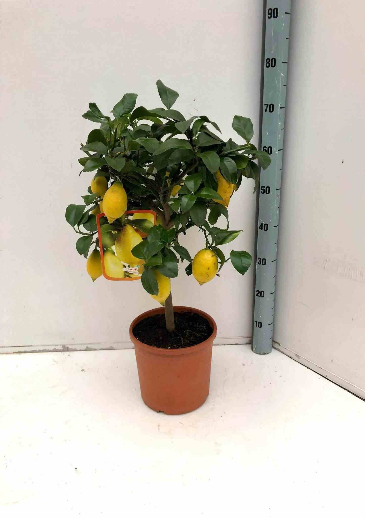 Sans Marque - Citrus limon ADULTE (citronnier) Couleur floraison:Blanc - Taille:Pot de 65L - 125/150cm -18/20 péri - Image 1