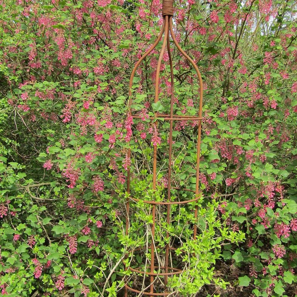 Forsythia rose de Corée, Abeliophyllum - Pot de 3L - 40/60 cm