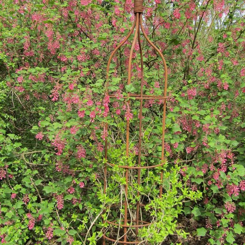 Forsythia rose de Corée, Abeliophyllum - Pot de 3L - 40/60 cm - Image 3
