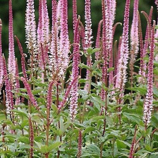 Veronica spicata Erika - Véronique en épis Erika Godet de 8/9 cm