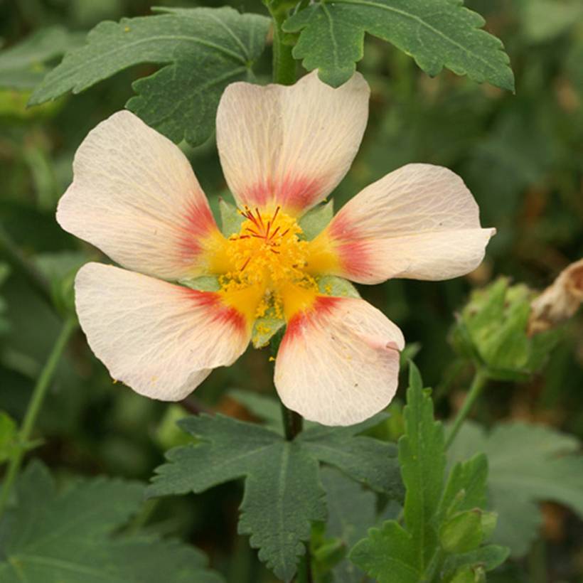 Promesse de Fleurs - Malvastrum lateritium - Lavatère rampante Godet de 8/9 cm