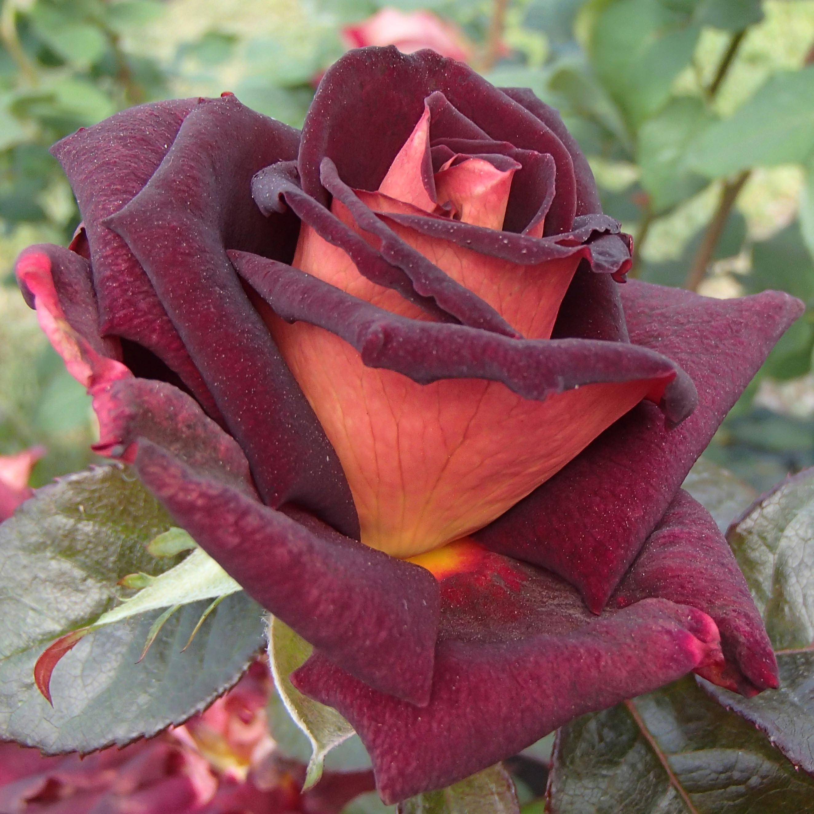 Promesse de Fleurs - Rosier à grandes fleurs Eddy Mitchell Racines nues en motte