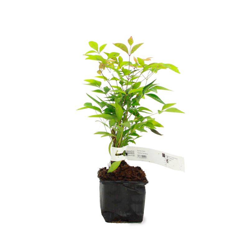 Bambou sacré (Nandina domestica) - Godet - Taille 10/15cm - Pépinières Naudet - Image 2