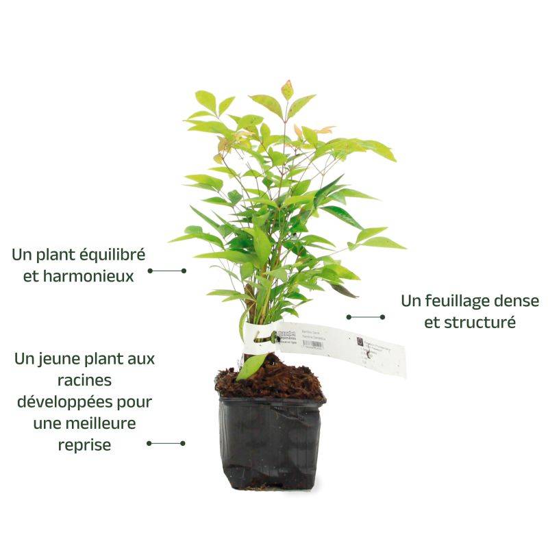 Bambou sacré (Nandina domestica) - Godet - Taille 10/15cm - Pépinières Naudet - Image 3