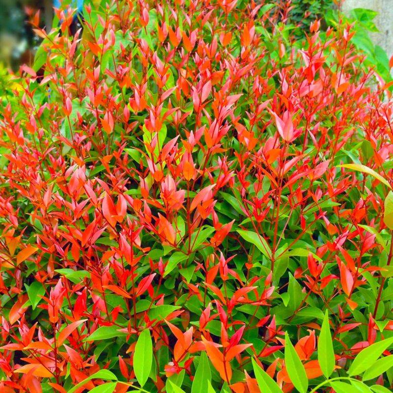 Bambou sacré (Nandina domestica) - Godet - Taille 10/15cm - Pépinières Naudet - Image 1