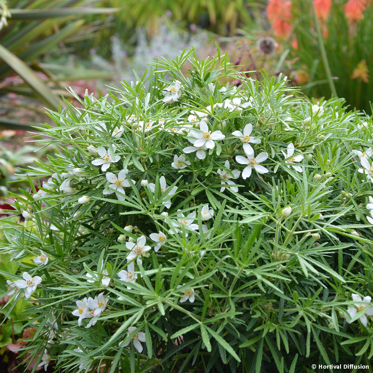 Promesse de Fleurs - Choisya Little Bee - Oranger du Mexique Pot de 3L/4L - Image 1