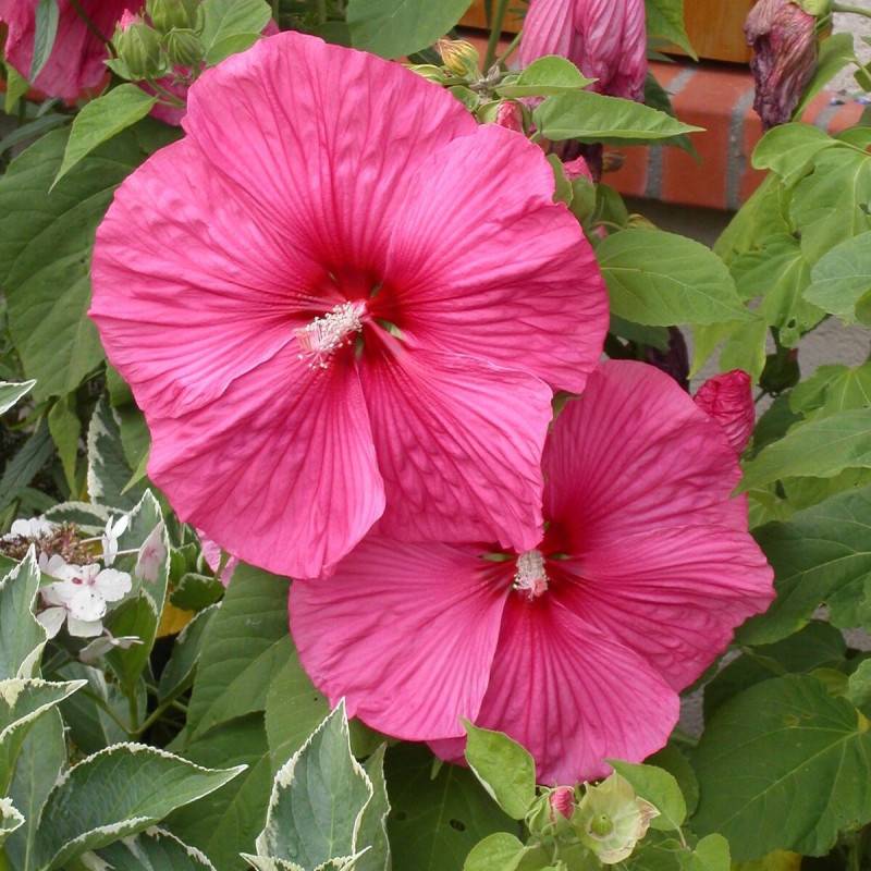 Hibiscus des marais Rose Vif à fleurs Rose - feuillage Caduc - Pot de 3L - 40/60 cm-  hauteur à maturité De 1,00 m à 1,50 m - Image 1