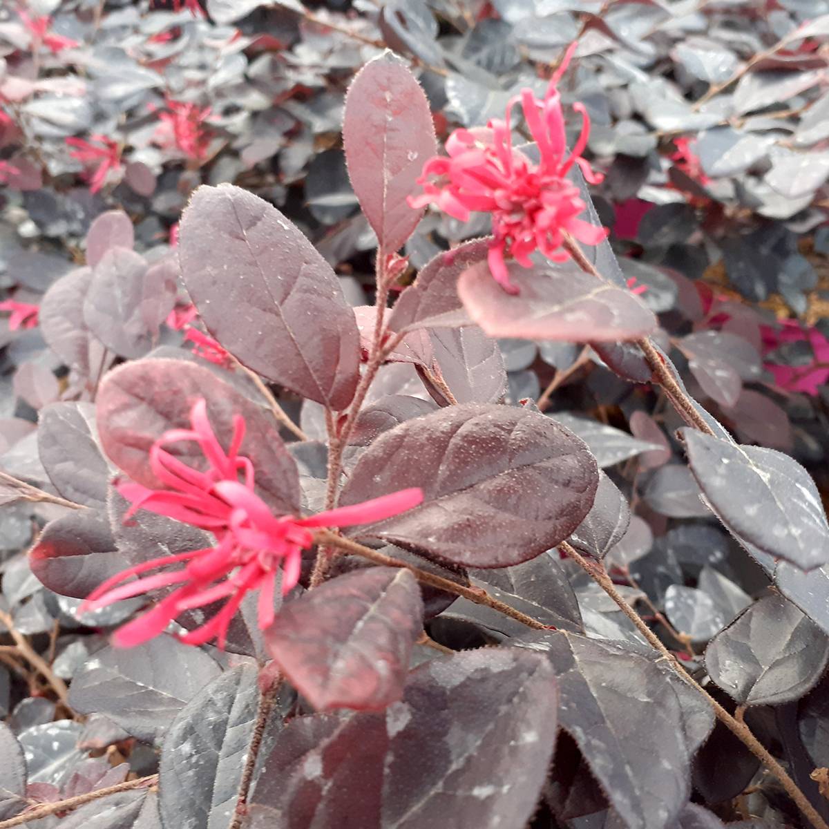 Promesse de Fleurs - Loropetalum chinense Rouge de la Majorie - Loropétale de Chine Pot de 3L/4L