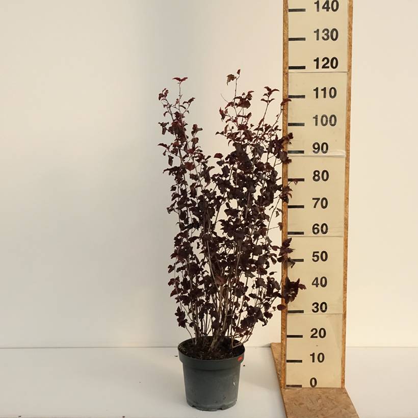 Physocarpus opulifolius Diabolo - Physocarpe à feuilles pourpres Pot de 6L/7L - Image 2