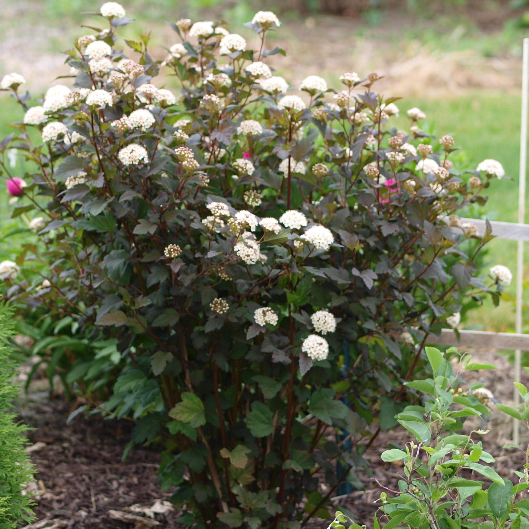 Physocarpus opulifolius Diabolo - Physocarpe à feuilles pourpres Pot de 6L/7L - Image 1