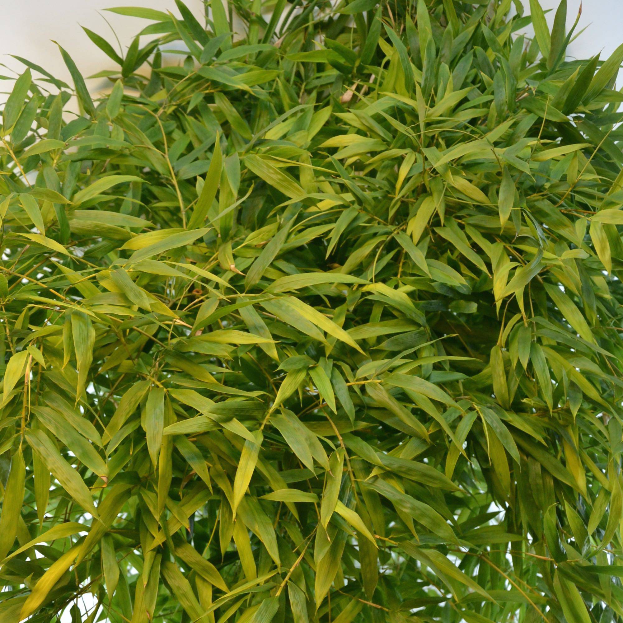 Phyllostachys nigra Boryana - Bambou géant Pot de 12L/15L - Image 1
