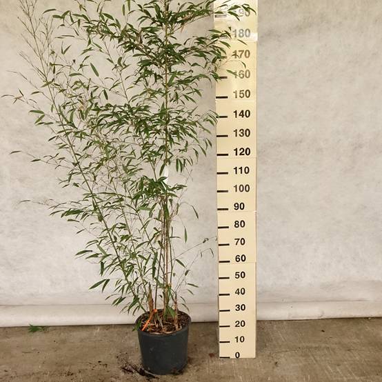 Phyllostachys nigra Boryana - Bambou géant Pot de 12L/15L - Image 2