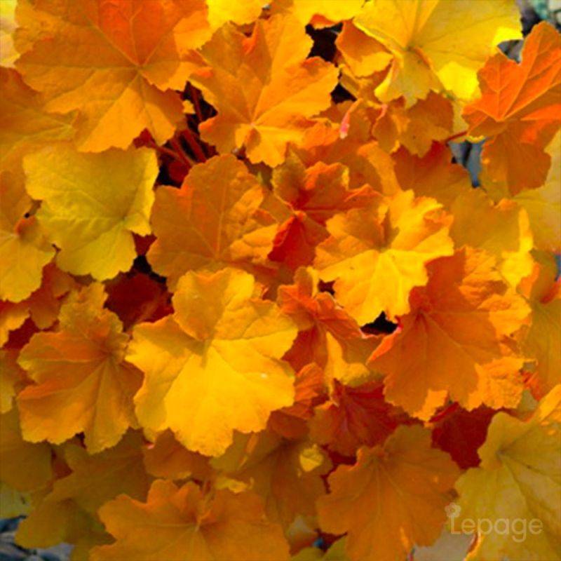 3 Heuchères 'Caramel' (Heuchera 'Caramel') - Lot de 3 vivaces - Pépinières Naudet - Image 1