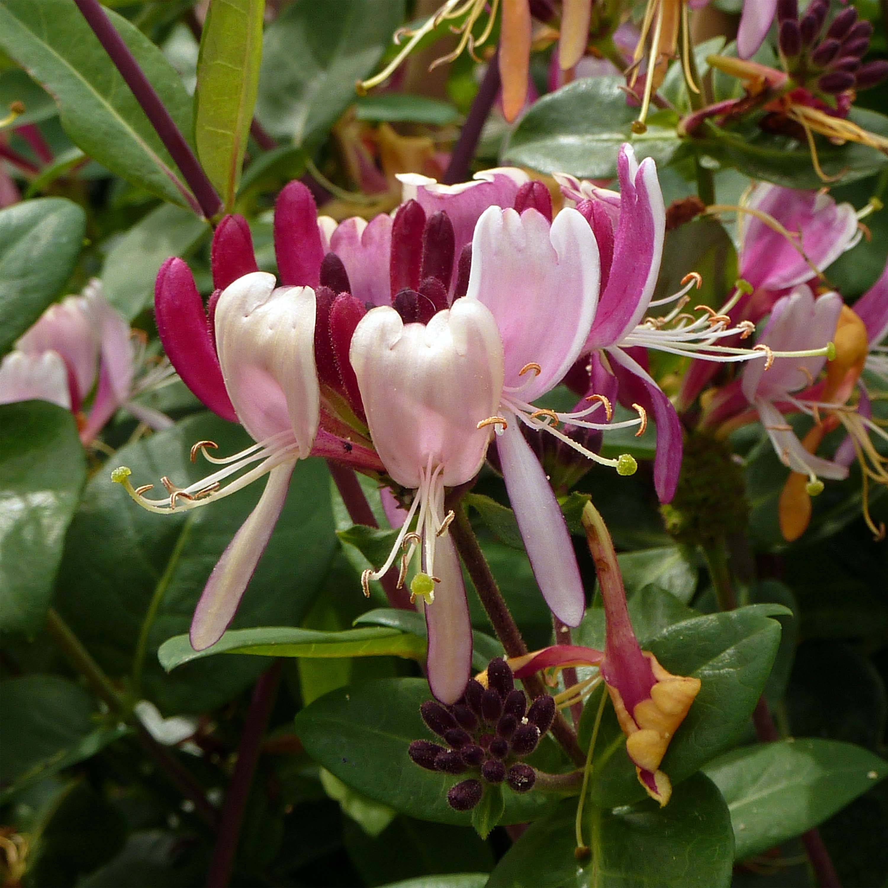 Chèvrefeuille des bois - Lonicera periclymenum Serotina Pot de 2L/3L