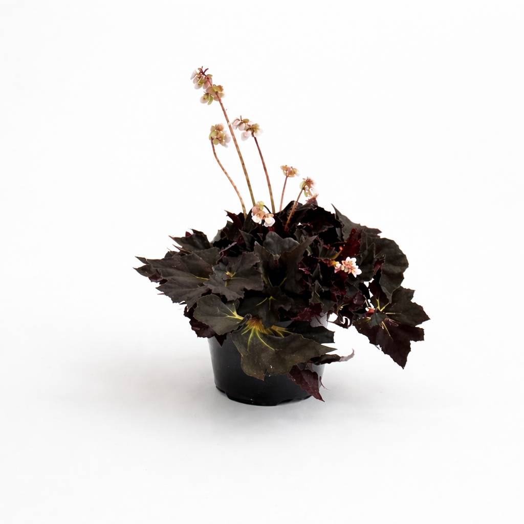 Begonia Black Fang D. 14cm H. 35cm - Plante d'intérieur - IndoorPoppies