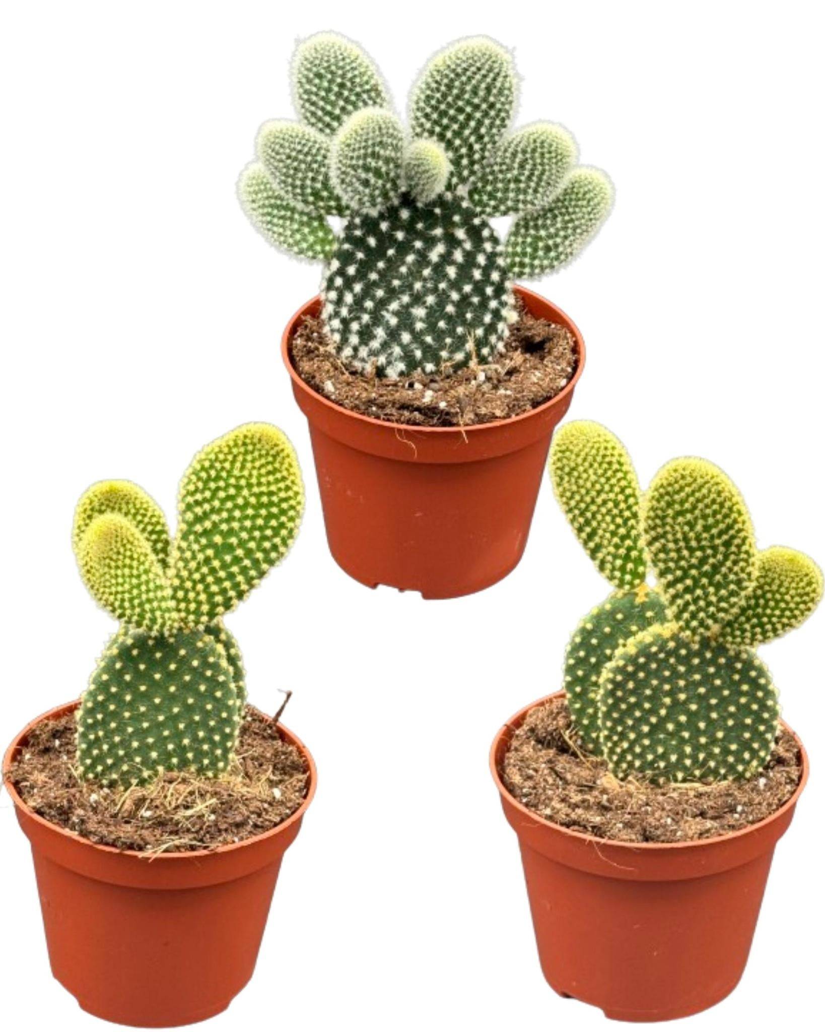 Opuntia Microdasys "Oreilles de Lapin" – Set de 3 Cactus Faciles d'Entretien- La Green Touch