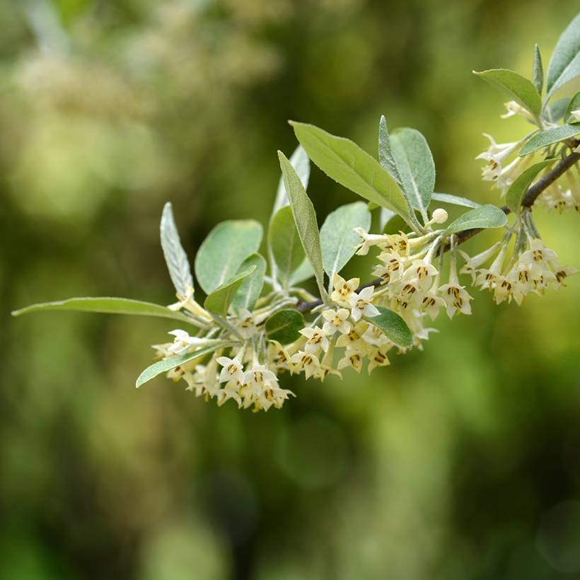 Promesse de Fleurs - Elaeagnus umbellata - Chalef d'automne Pot de 3L/4L