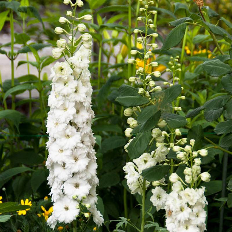 Promesse de Fleurs - Delphinium elatum Double Innocence - Pied d'alouette vivace Godet de 8/9 cm
