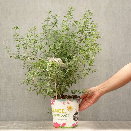 Promesse de Fleurs - Prostanthera rotundifolia - Menthe Australienne Pot de 4L/5L - Image 2