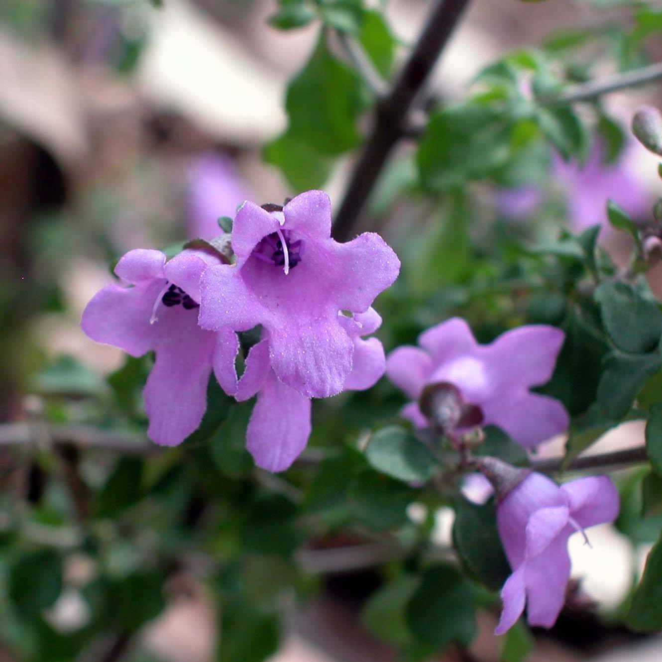 Promesse de Fleurs - Prostanthera rotundifolia - Menthe Australienne Pot de 4L/5L