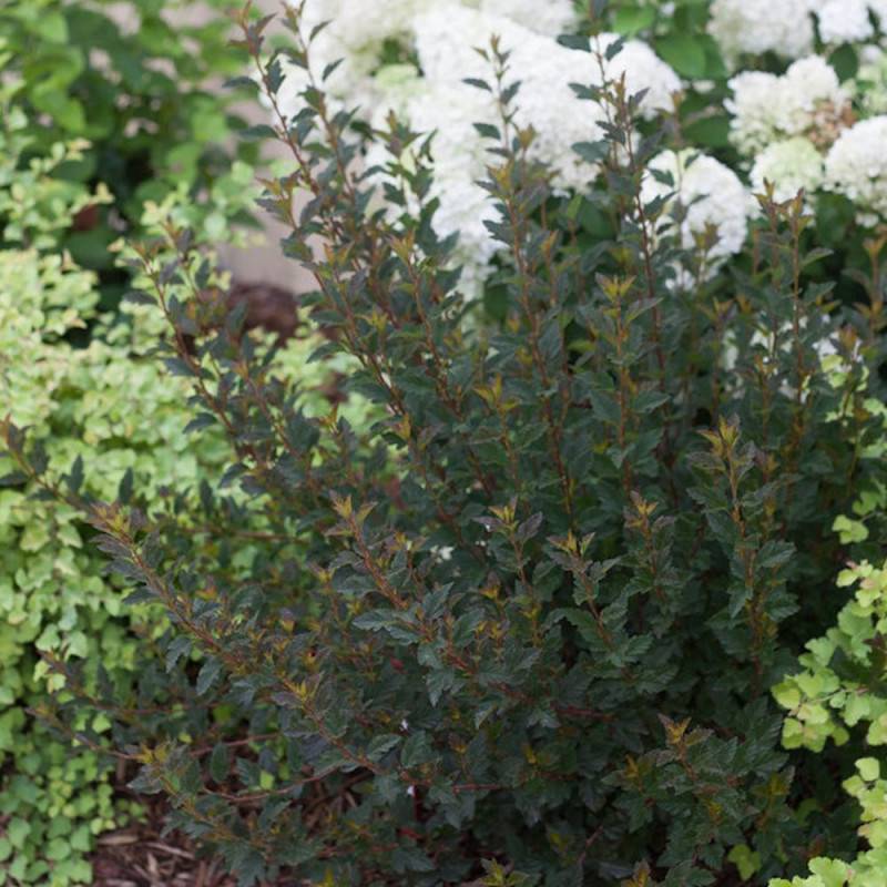 Physocarpus Tiny Wine®, Physocarpe à fleurs Rose/Blanche - feuillage Caduc - Pot de 3L - 40/60 cm - Image 6