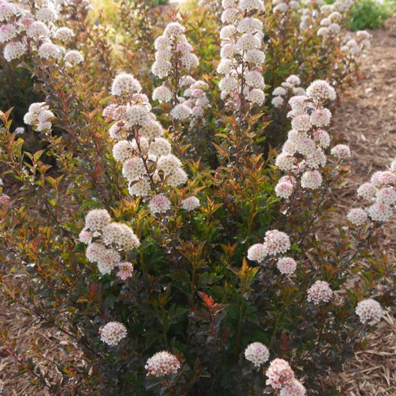 Physocarpus Tiny Wine®, Physocarpe à fleurs Rose/Blanche - feuillage Caduc - Pot de 3L - 40/60 cm - Image 7