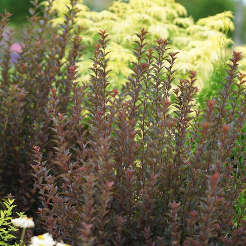 Physocarpus Tiny Wine®, Physocarpe à fleurs Rose/Blanche - feuillage Caduc - Pot de 3L - 40/60 cm - Image 5
