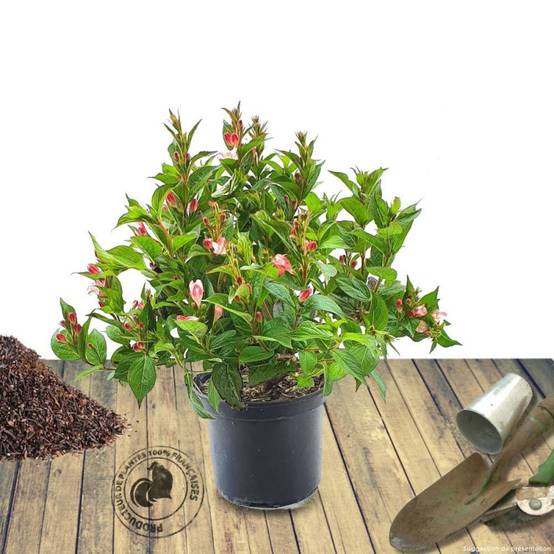 Weigela Bristol Ruby, Weigelia à fleurs Rouge - feuillage Caduc - Pot de 3L - 20/40 cm- hauteur à maturité De 1,00 m à 1,50 m - Image 9