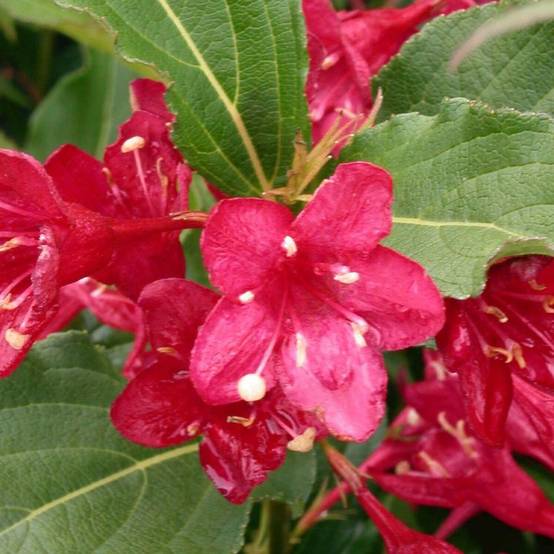 Weigela Bristol Ruby, Weigelia à fleurs Rouge - feuillage Caduc - Pot de 3L - 20/40 cm- hauteur à maturité De 1,00 m à 1,50 m - Image 1