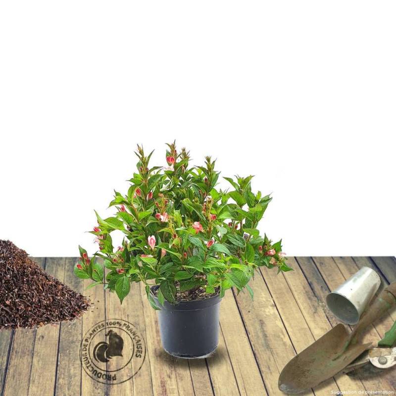 Weigela Bristol Ruby, Weigelia à fleurs Rouge - feuillage Caduc - Pot de 3L - 20/40 cm-  hauteur à maturité De 1,00 m à 1,50 m - Image 8