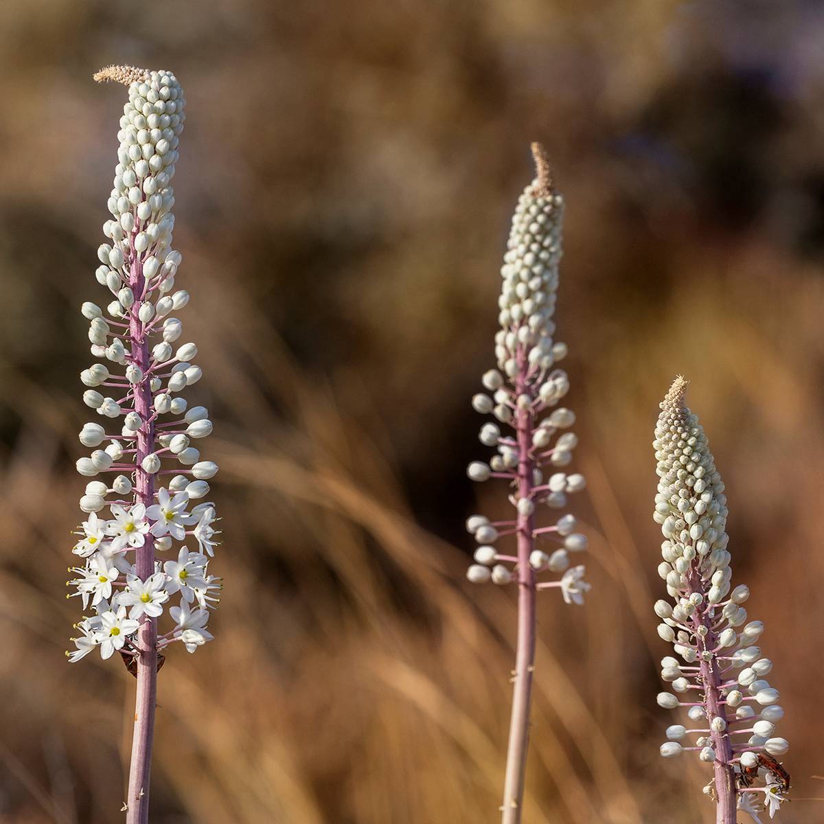 Promesse de Fleurs - Urginea maritima - Scille de mer - Image 4