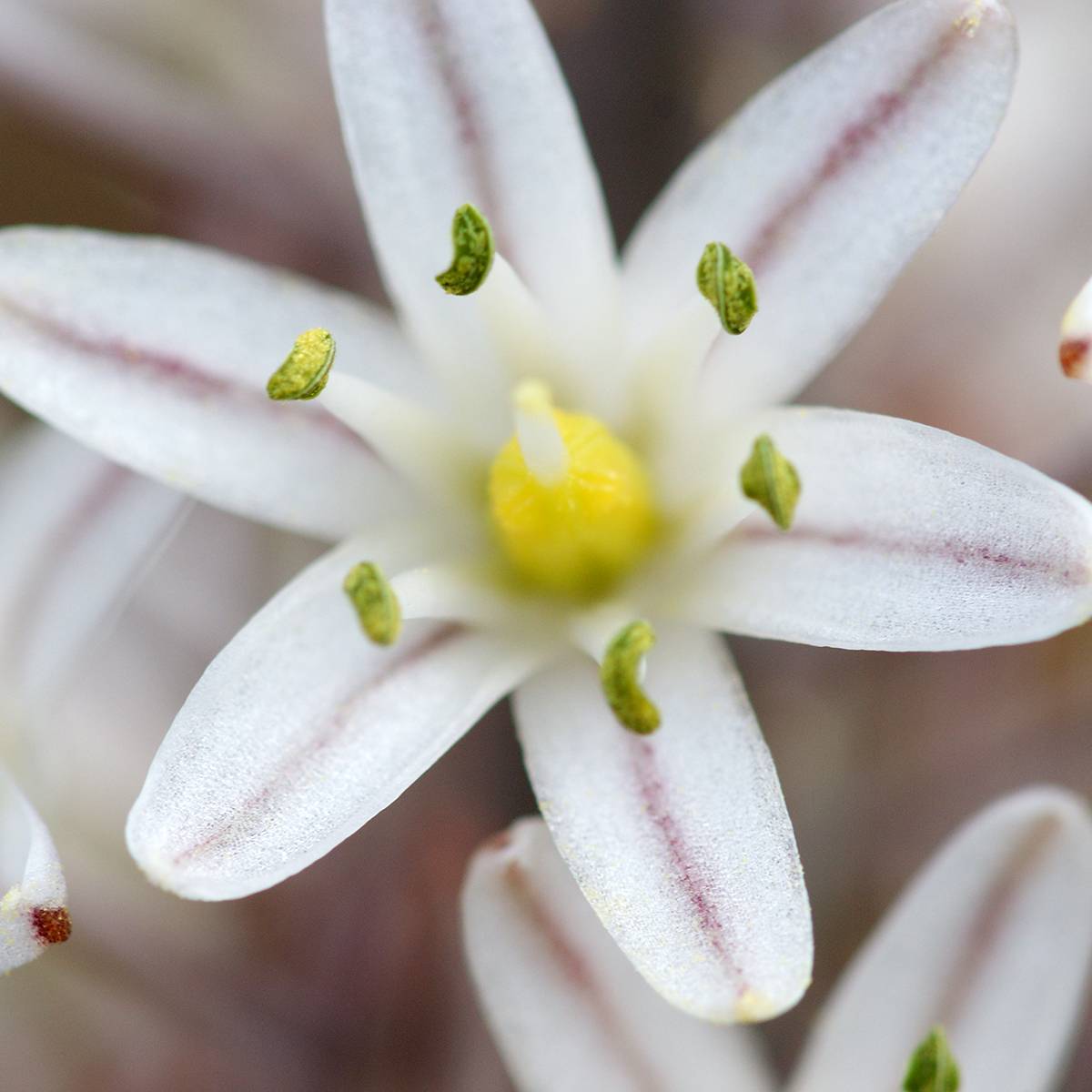 Promesse de Fleurs - Urginea maritima - Scille de mer - Image 6