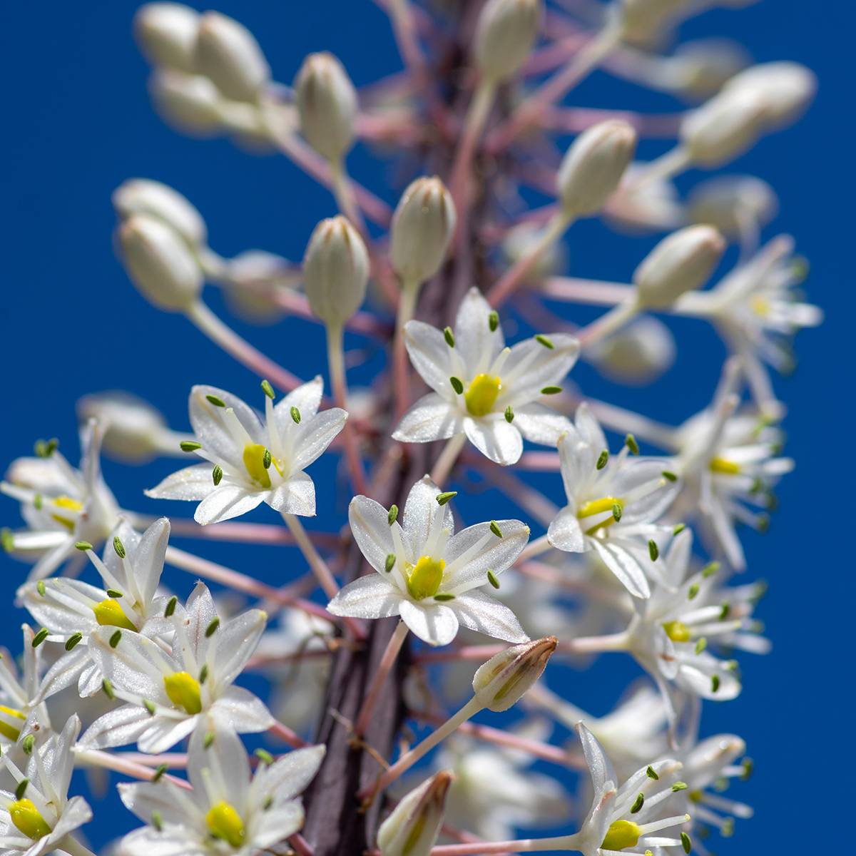 Promesse de Fleurs - Urginea maritima - Scille de mer - Image 1