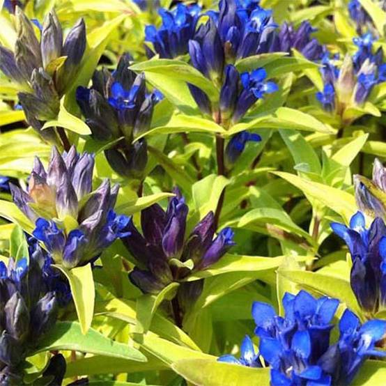 Gentiana cruciata - Gentiane croisette Godet de 8/9 cm