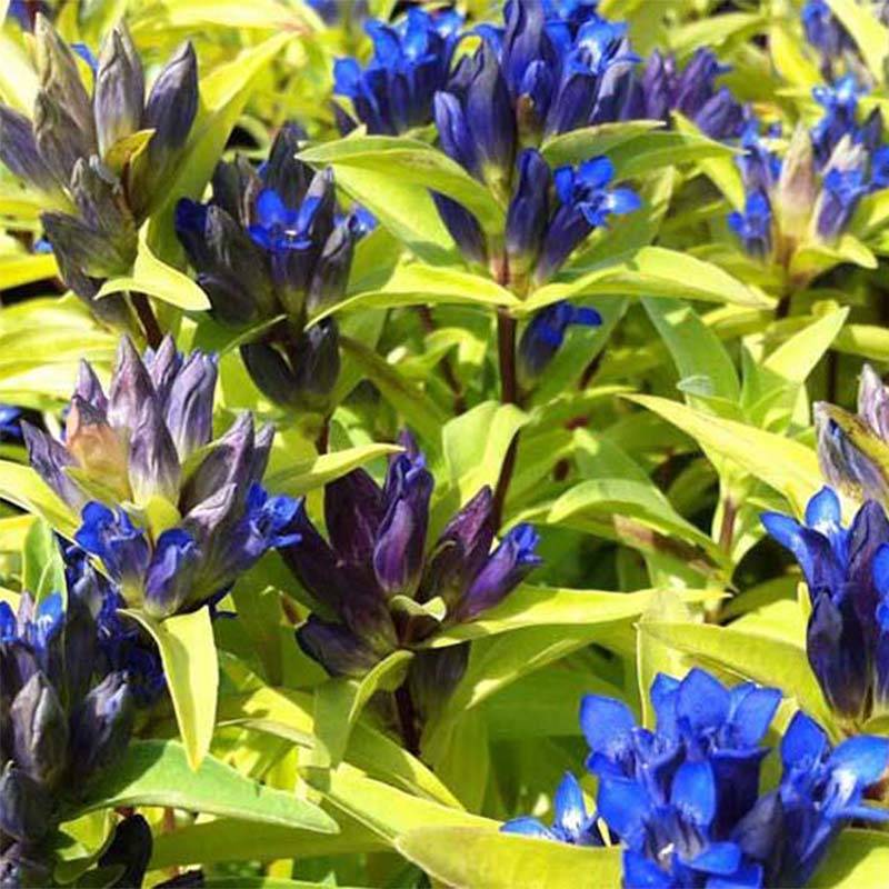 Gentiana cruciata - Gentiane croisette Godet de 8/9 cm