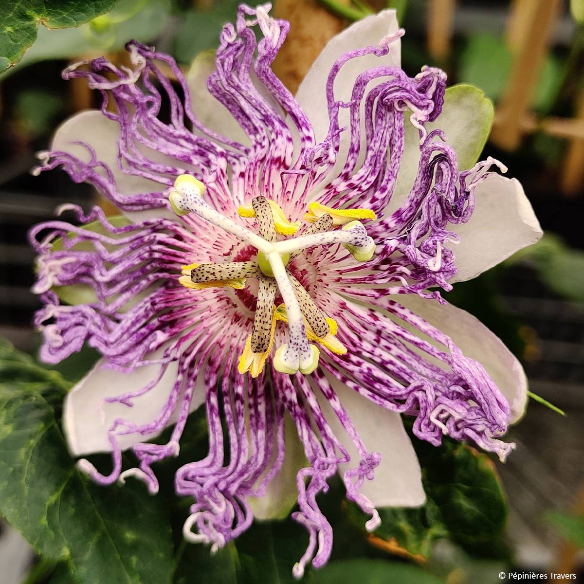 Promesse de Fleurs - Passiflore Eia popeia - Passiflora (x) incarnata Pot de 1L/1,5L