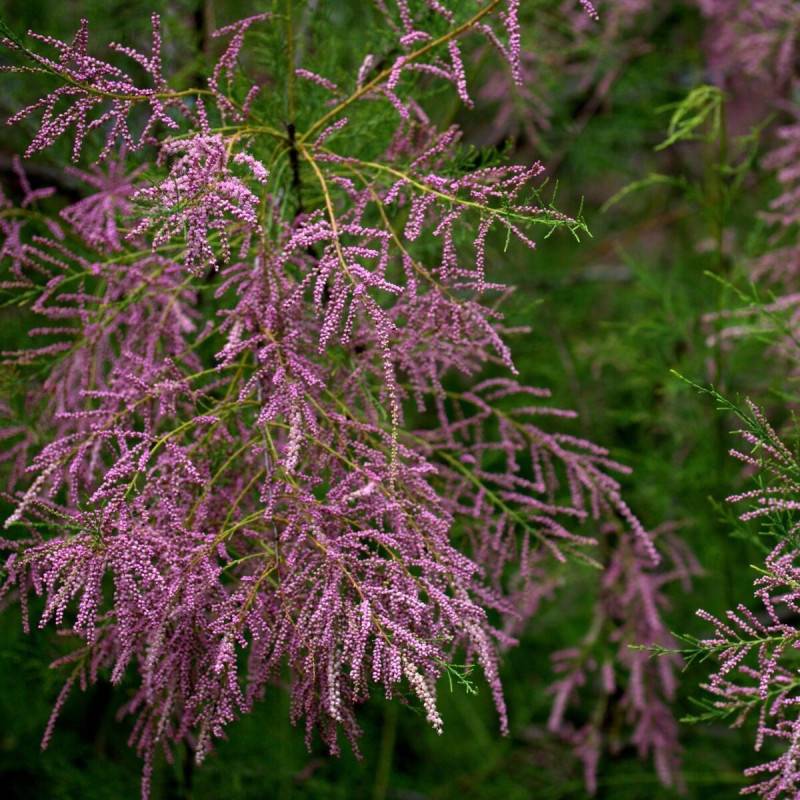 Tamaris à petites fleurs tetrandra, Tamarix à fleurs Rose/ - feuillage Caduc - Pot de 4L - 40/60 cm - Image 1