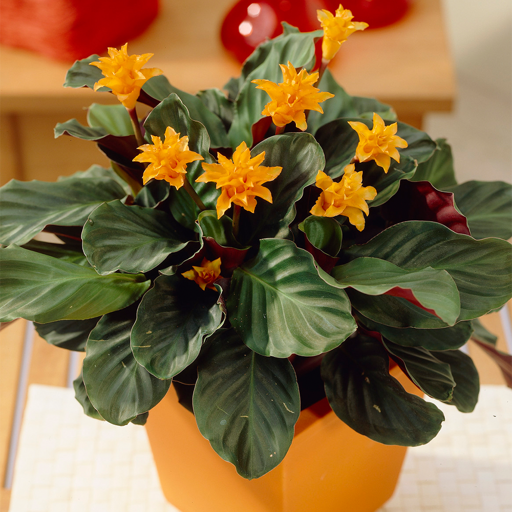 Gardenersdream - Plante D'Intérieur Calathea Crocata – Calathéa Safrané Pour Bureau En Pot De 14 Cm - GardenersDream - Image 1