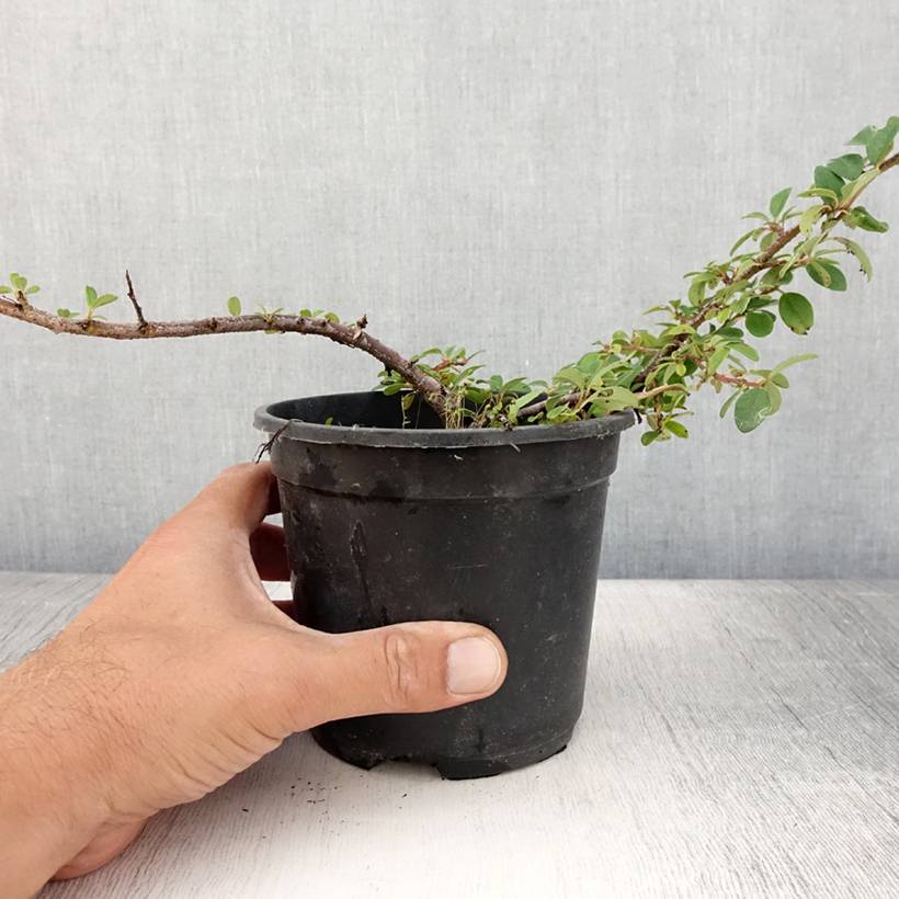 Cotoneaster dammeri Mooncreeper Pot de 1L/1,5L - Image 2