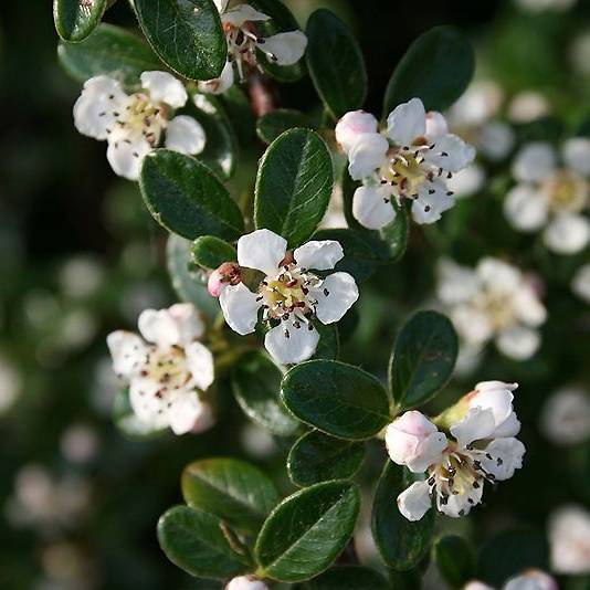 Cotoneaster dammeri Mooncreeper Pot de 1L/1,5L - Image 1