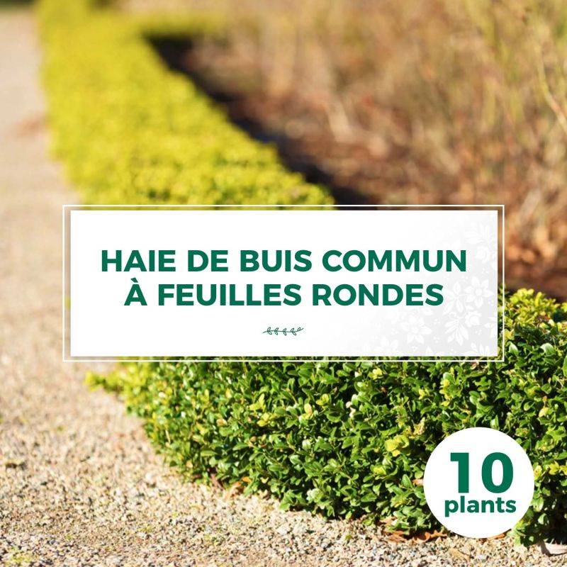 10 Buis Commun À Feuilles Rondes (Buxus Sempervirens 'Rotundifolia') - Haie de Buis Commun à Feuilles Rondes - - Pépinières Naudet - Image 1