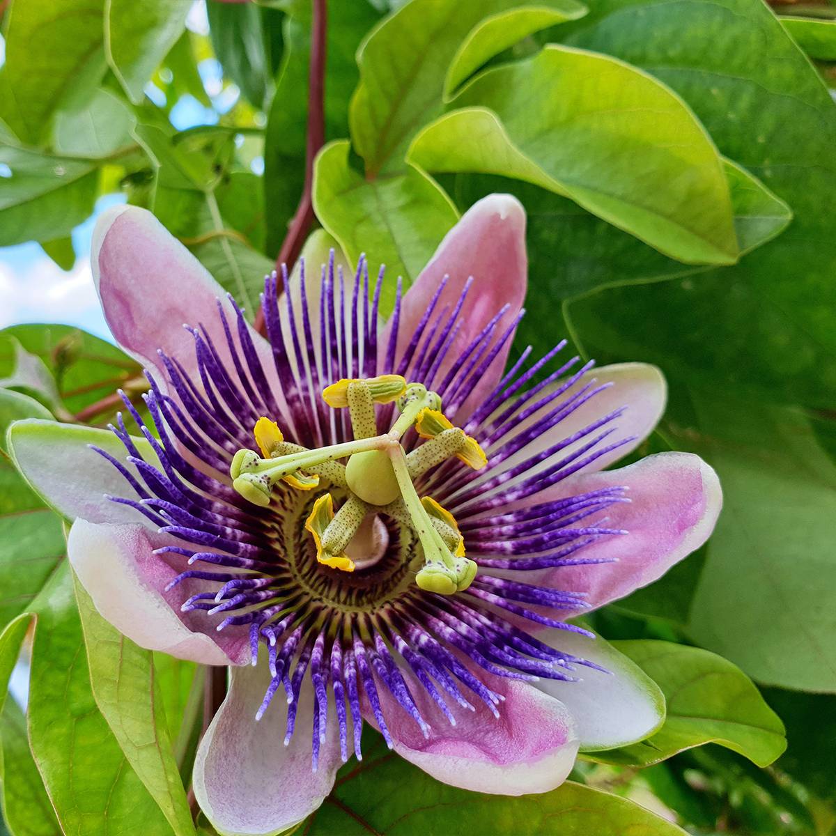 Promesse de Fleurs - Passiflore - Passiflora Impératrice Eugénie Pot de 3L/4L