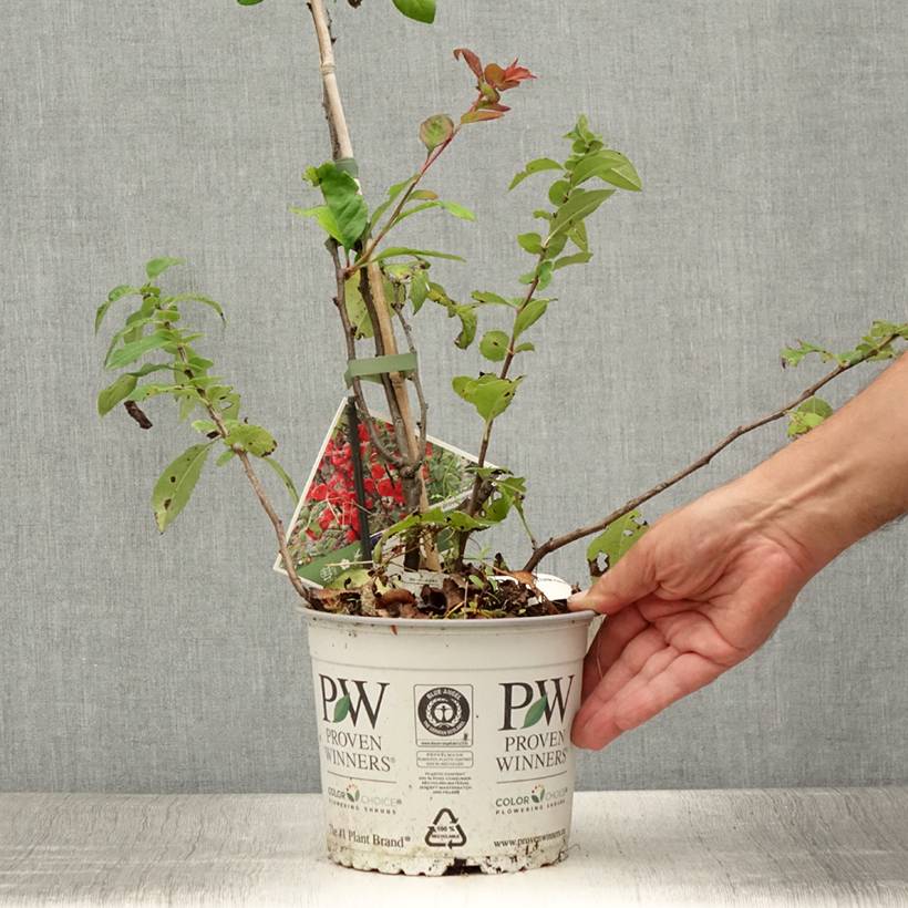 Promesse de Fleurs - Cognassier du Japon - Chaenomeles speciosa Mango Storm Pot de 3L/4L - Image 2