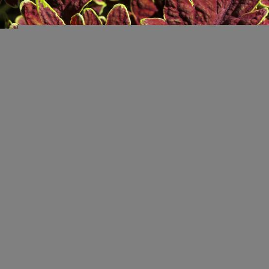Coleus Copinto Cuba Libre Mini-motte Ø 3/4 cm (par 5)