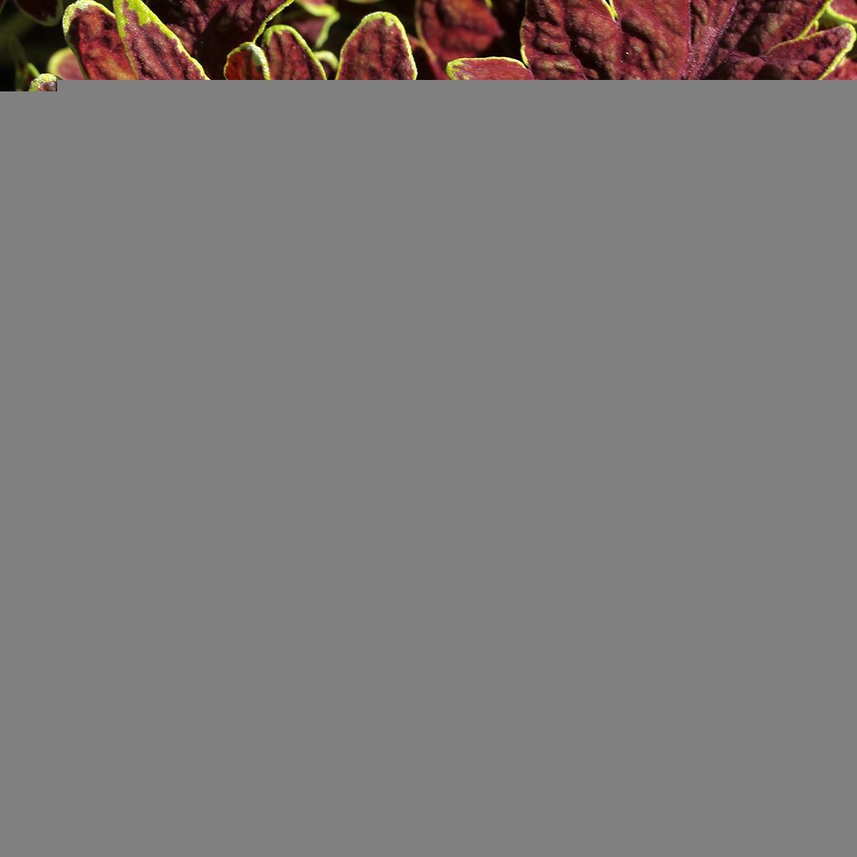 Coleus Copinto Cuba Libre Mini-motte Ø 3/4 cm (par 5)