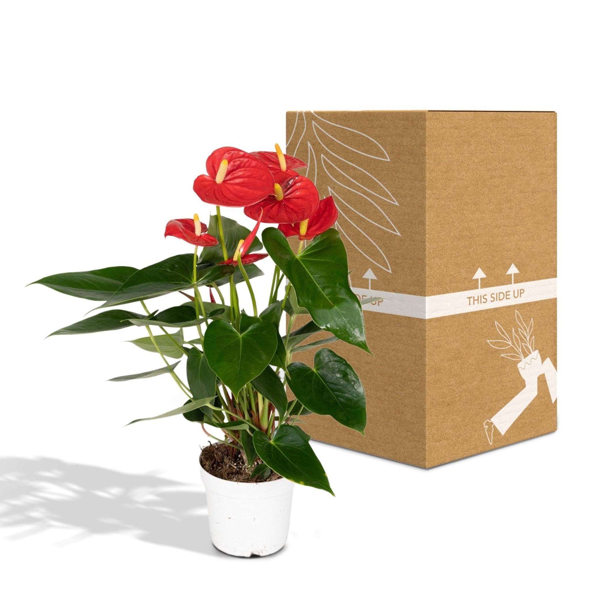 La Green Touch - Anthurium Rouge 36cm - Plante d'intérieur- La Green Touch - Image 6