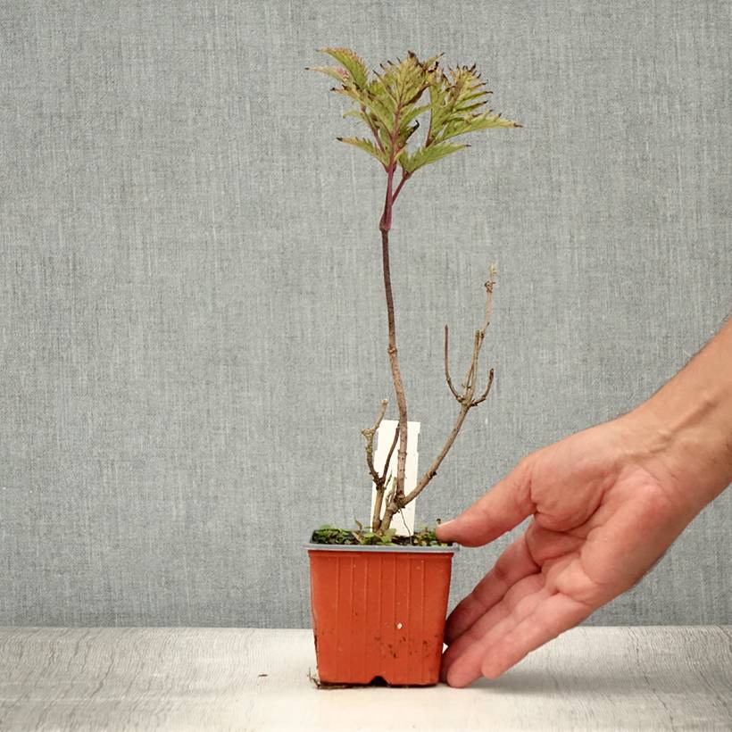 Sureau noir - Sambucus nigra Golden Spark Godet de 8/9 cm - Image 2