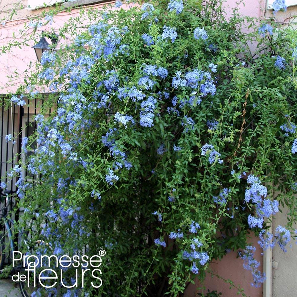 Promesse de Fleurs - Plumbago auriculata Dark Blue - Plumbago du Cap Dark Blue Pot de 2L/3L