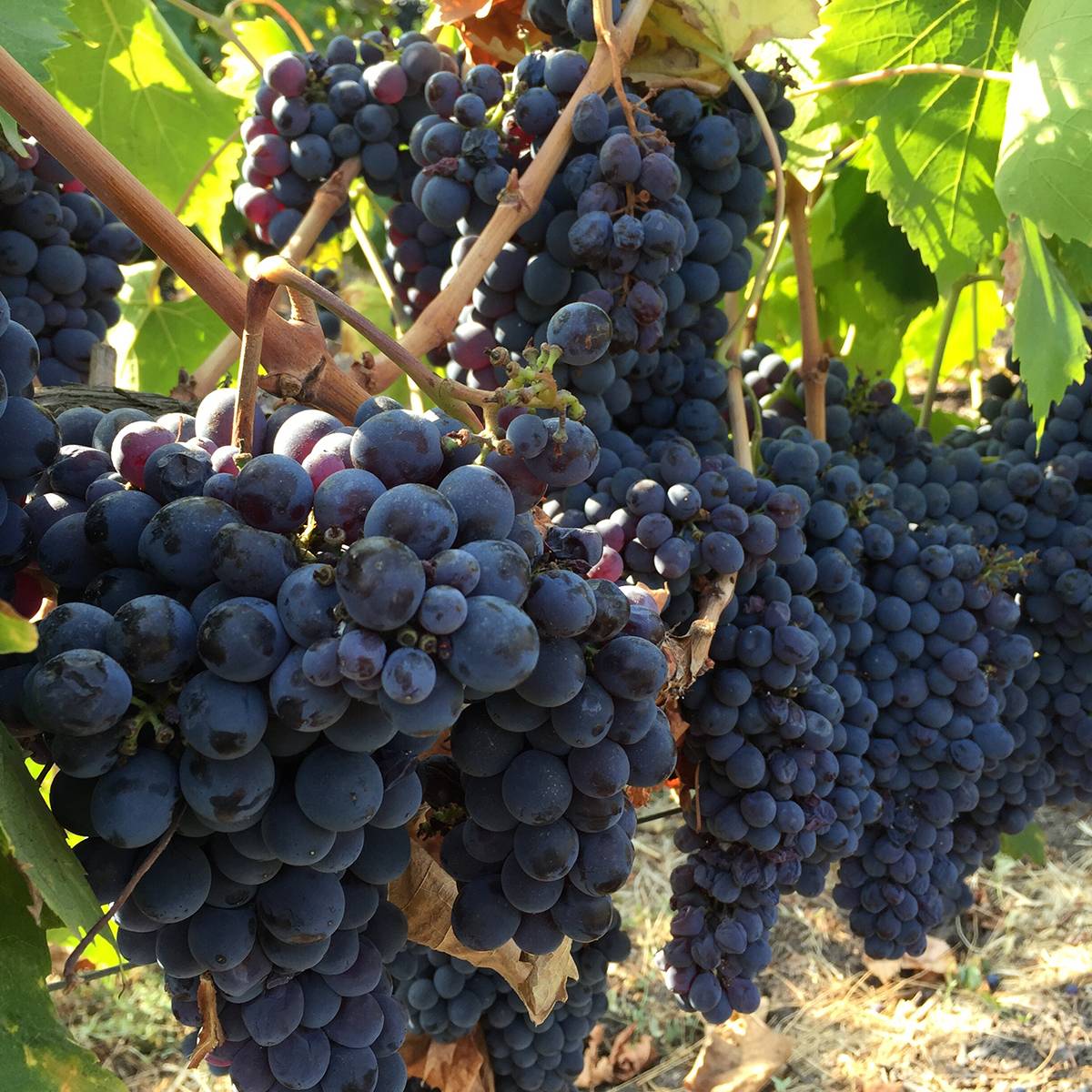 Vigne de table Leopoldo - Vitis vinifera Pot de 1,5L/2L